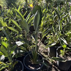 Dwarf Bird Of Paradise 