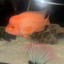 FISH TANK (CICHLIDS)