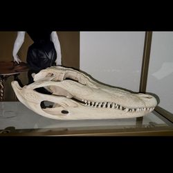 16 inch alligator skull taxidermy