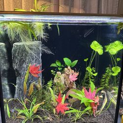 🌿 Fully-Set-Up 15 Gallon Aquarium — Live Plants + Décor