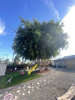Tree-palm Care