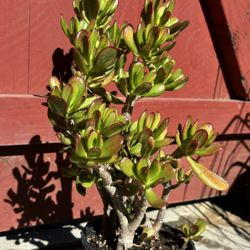 Jade Plant Succulent