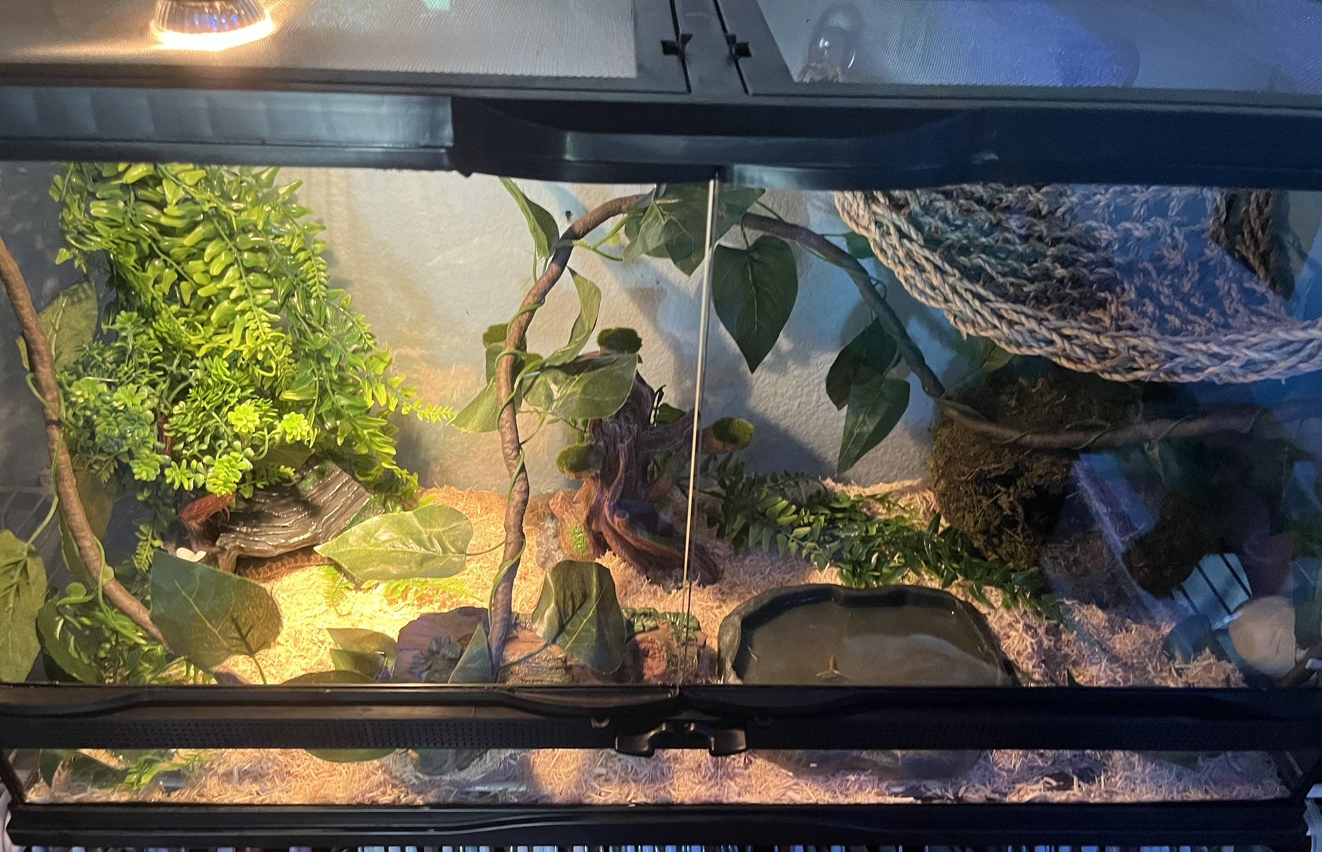 adult female african egg eating snake + entire enclosure / setup