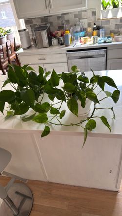 Healthy Pothos Plants – Green & Golden Variegated – 2 Available