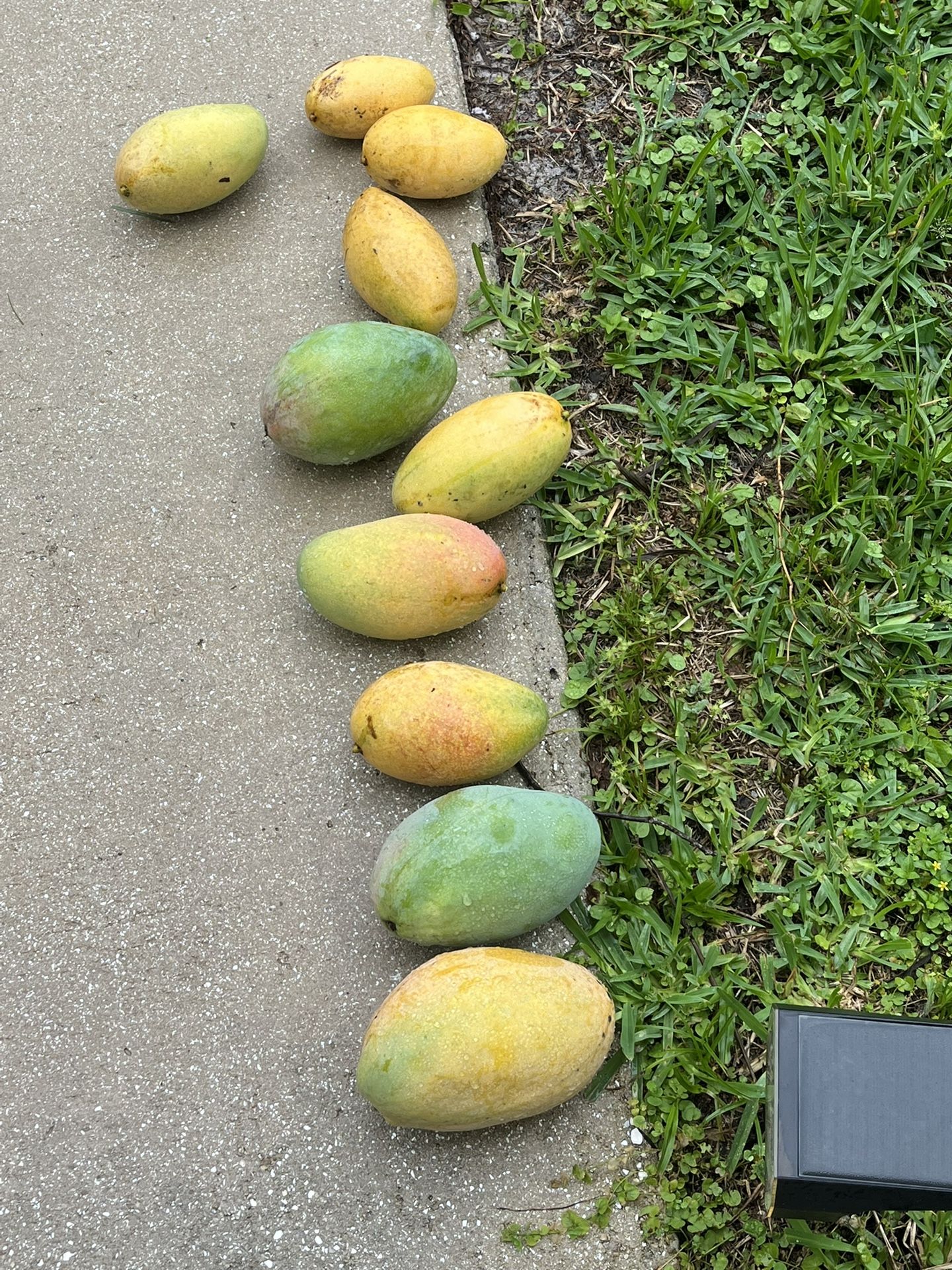 Mangoes