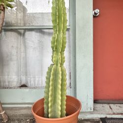 Peruvian Apple Cactus (Cereus)
