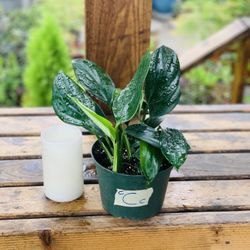 Live indoor Raphidophora Decursiva plant in a plastic nursery planter pot—firm price