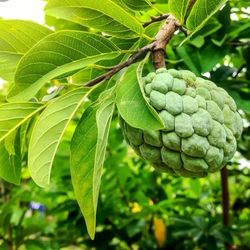 Cherimoya Tree