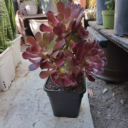 Aeonion Velour Succulent Plant
