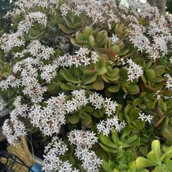 Beautiful Big Jade Plant  10 Gallon Container.