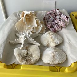 Coral , Starfish, Mushrooms & Barnacle’s 