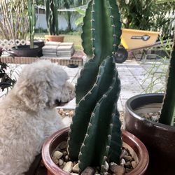 Night Blooming Cereus 