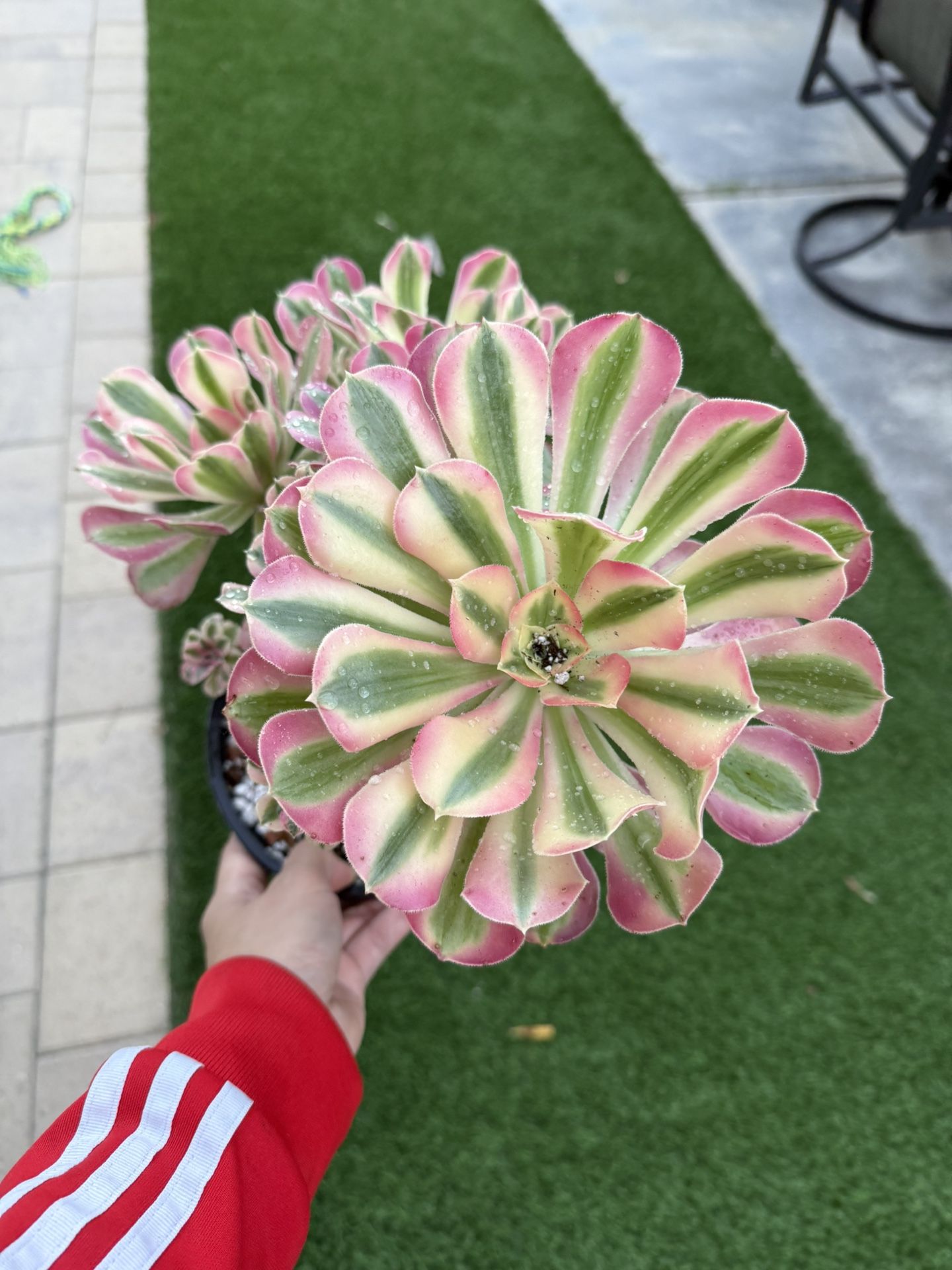 Aeonium Pink Witch