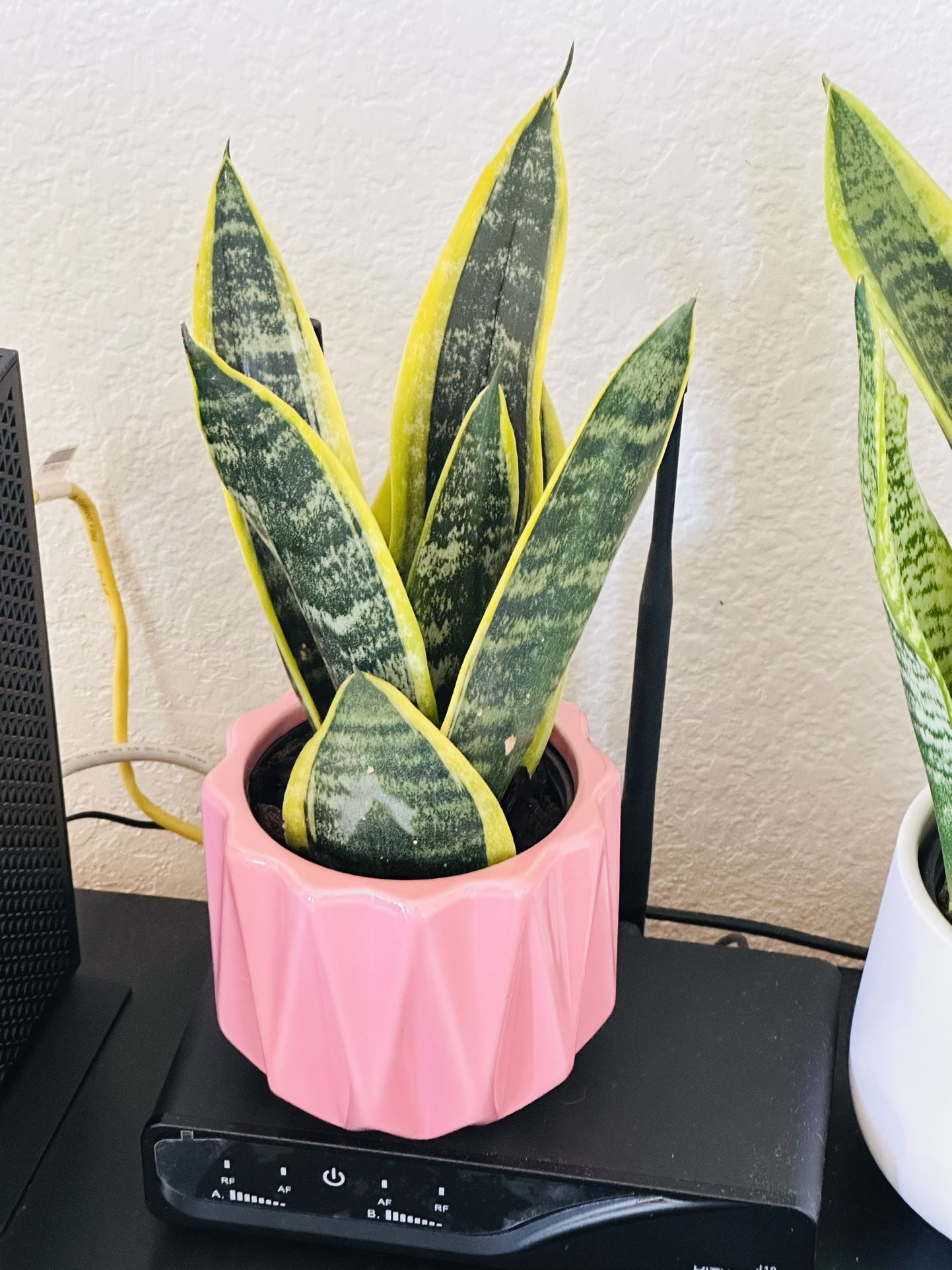 Cute Ceramic Pot With Sensevieria Plant