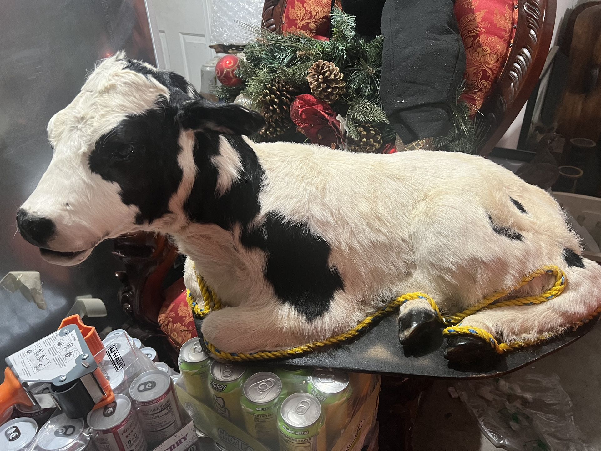  Taxidermy 