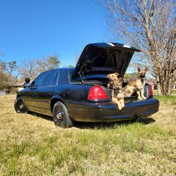 Police Interceptor Ford Crown Victoria Hablo Espanol 