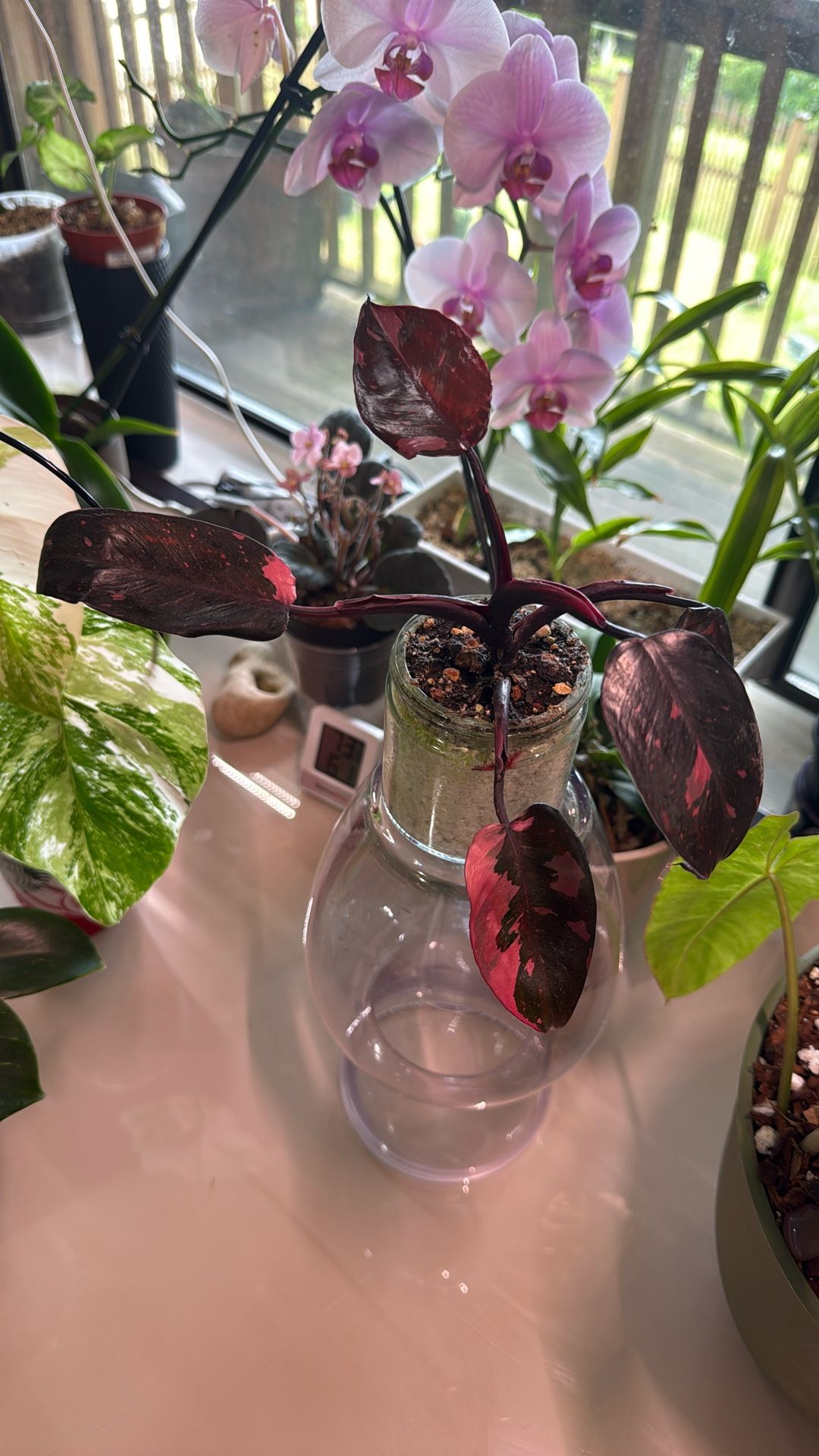 Philodendron Pink Princes Marble Galaxy (Plant Trades!)