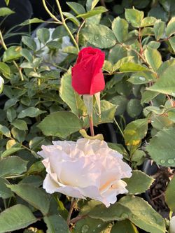 Rosas Plantas