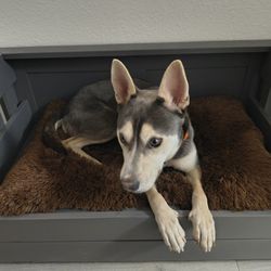 Custom Dog Bed