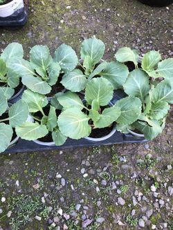 45 Days Cabbage - Golden Cross