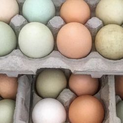 Fresh Organic Eggs