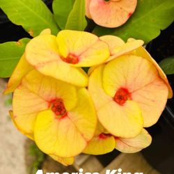 Corona De Cristo Planta, Crown Of Thorns Plant, America King