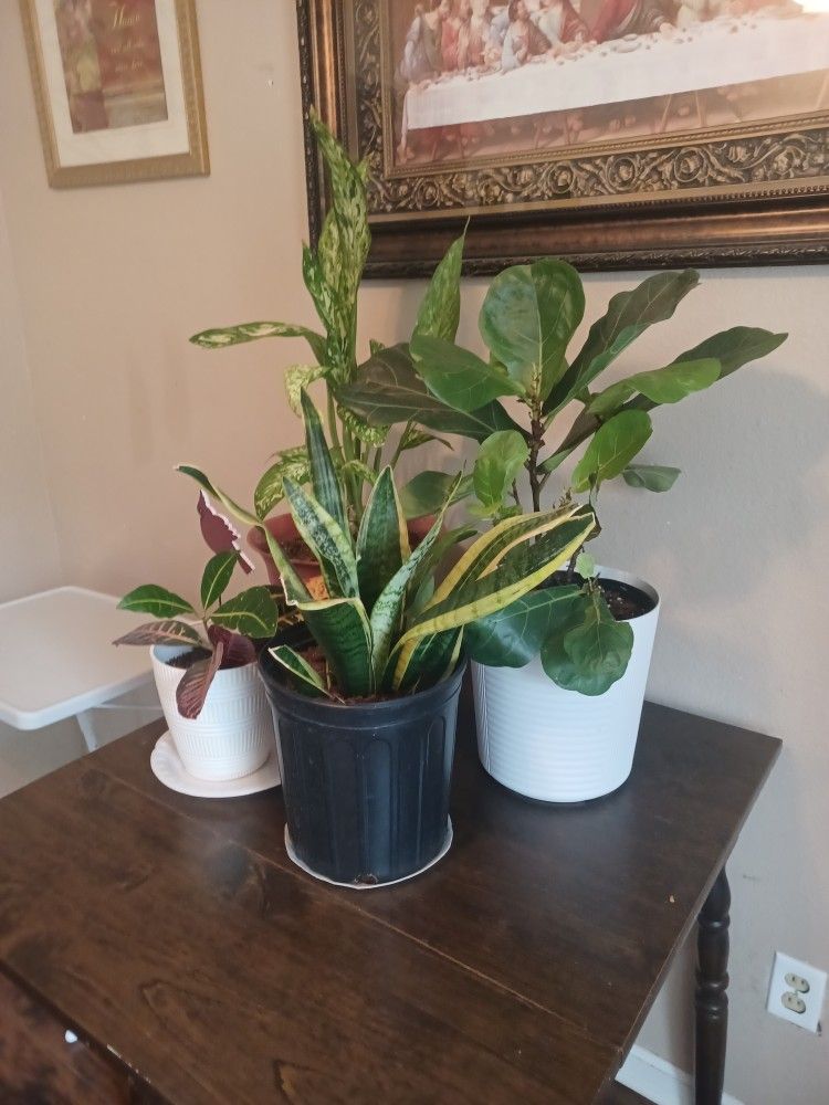 Moving Plants For Sale 