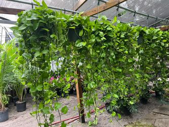 Jade pothos in 10” hanging basket. SPECIAL PRICE 🤩