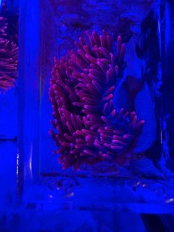 Sherman bubble tip anemone