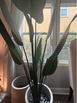 Fake plant ( bird of paradise)