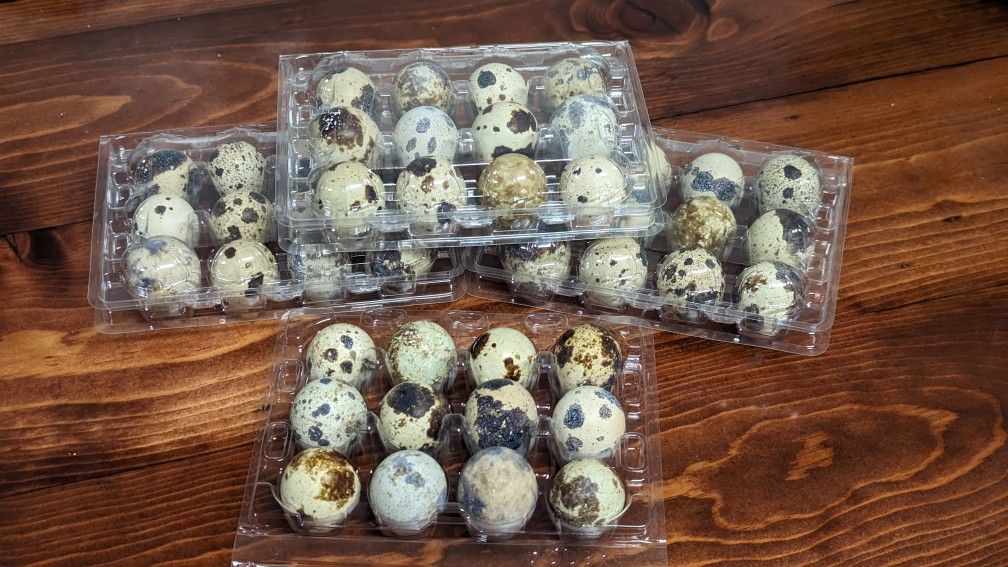GOING OUT OF BUSINESS SALE!!! Soy Free-Free Range Quail Eggs (cooking Eggs)