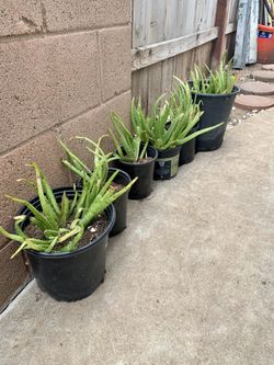 Aloe Vara plants