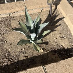 Agave