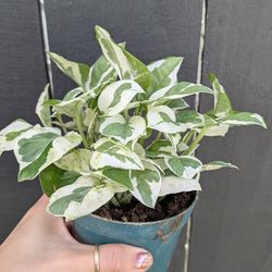 Pothos N'Joy Plant 4" Pot - Indoor House Plants