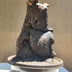 Old Yucca Bonsai Tree for Sale in Midway City, CA - OfferUp