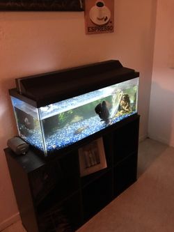 Fish tank
