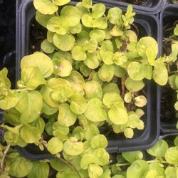 Creeping Jenny Perennial/Ground Cover