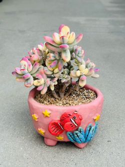 Succulents plants 🪴 （Cotyledon orbiculata cv variegated ）
