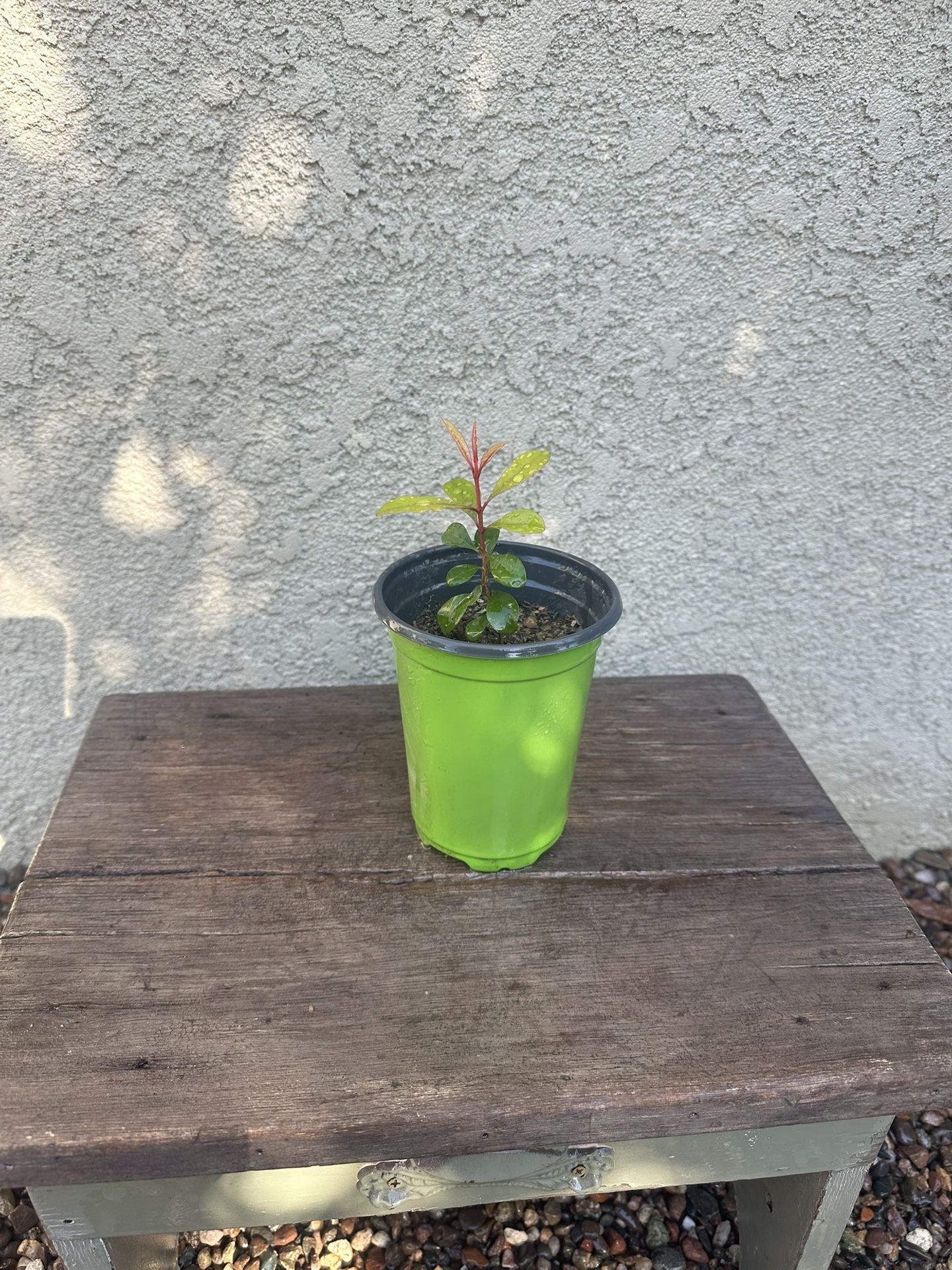Eugenia Monterey Bay (Privacy Hedge)