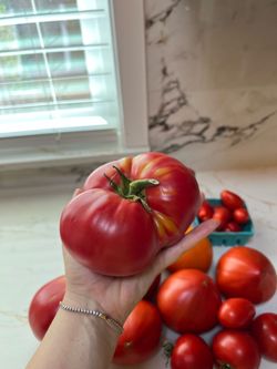 Fresh Homegrown Organic Tomatoes 🍅