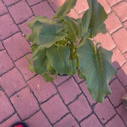 Plants