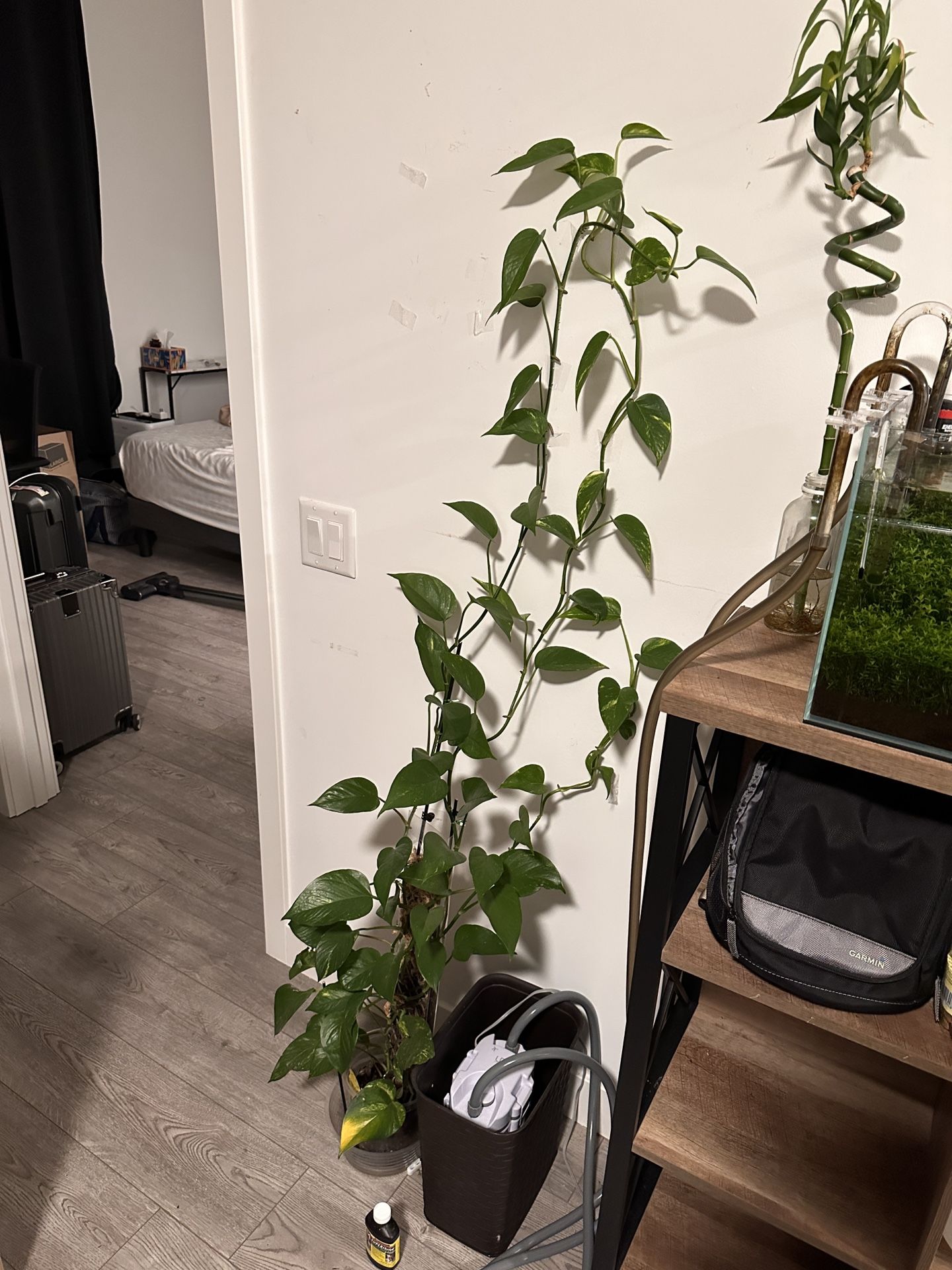 Healthy Pathos plant