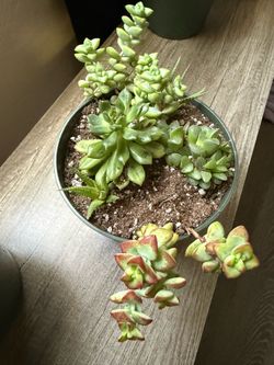 Succulents