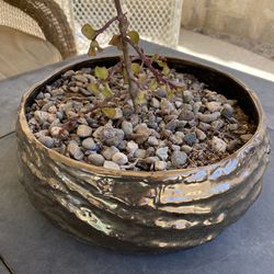 Pewter Colored Planter With A Succulent $10