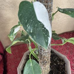 Philodendron Plant