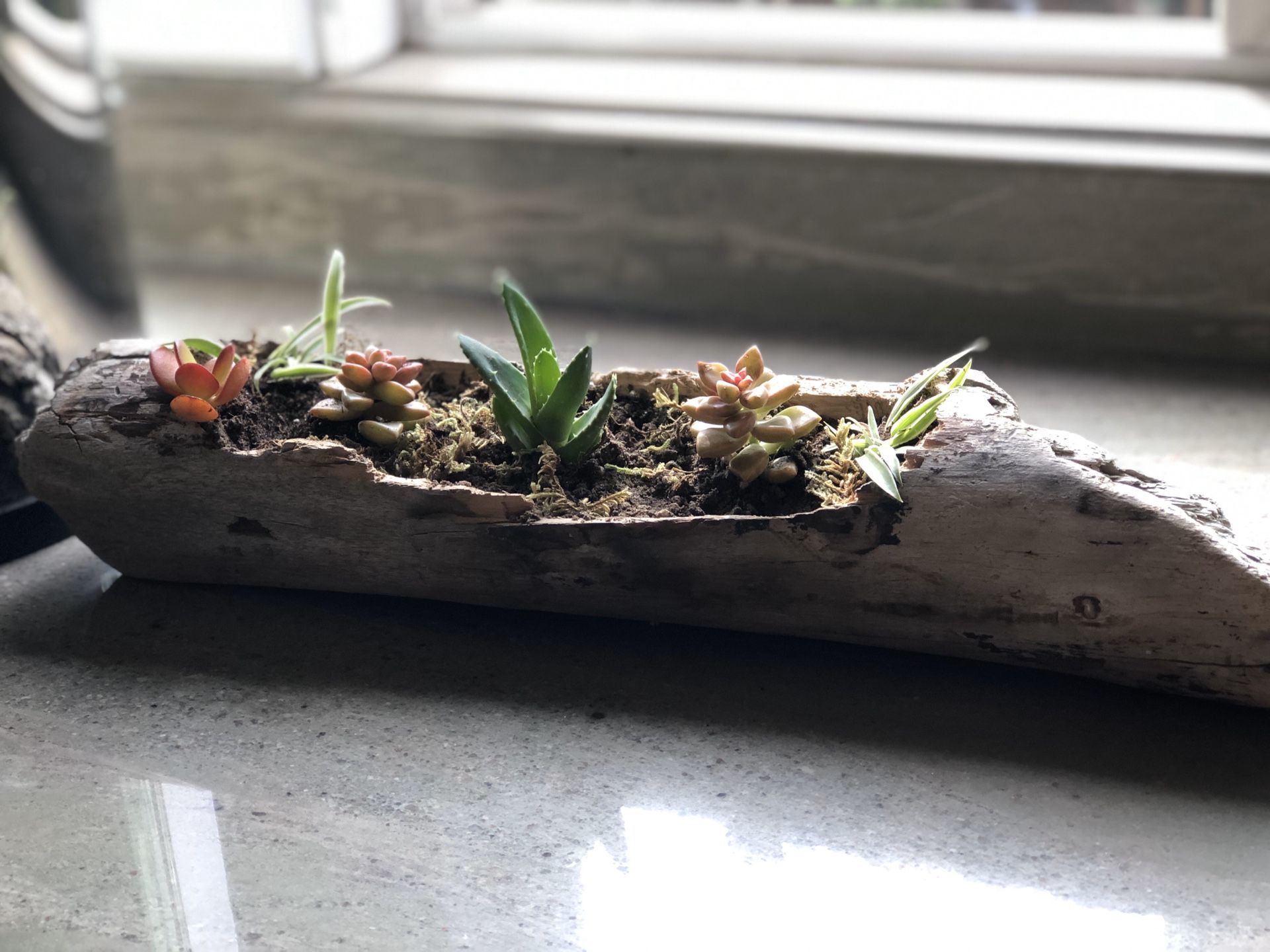 Succulent plants
