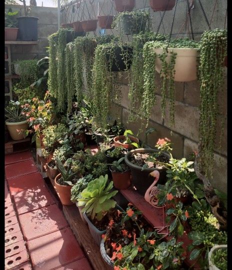 Muchas plantas baratas,,venta de mudanza