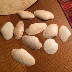 Bag Of 10 Seashells . Use It For Decorations.