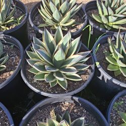 Agaves Snowglow 3 Galones 