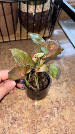 Strawberry cream Syngonium